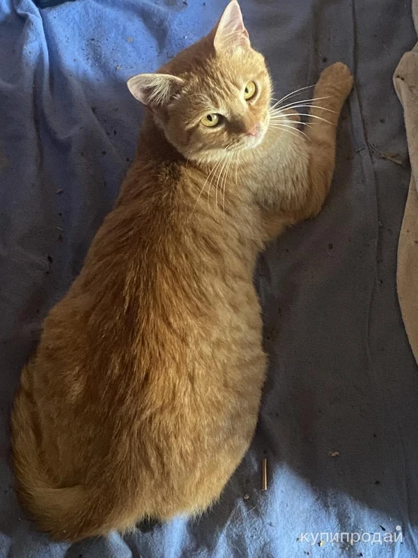 Фото Рыжий молодой котик