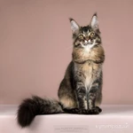 Фото №4 Мейн-кун котята - успевай забрать своего