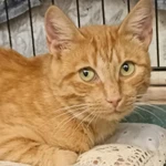 Фото №4 кошечка Злата