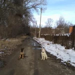Фото №4 Дрессировка собак с передержкой