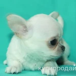 Фото №3 чихуахуа белая ГШ девочка шоу