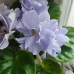 Фото №5 Фиалки