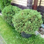 Фото №7 Саженцы хвойных растений. Туи, можжевельники.