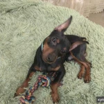 Фото №12 Зоогостиница, Домашняя Передержка, Зооняня.