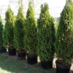 Фото №5 Саженцы хвойных растений. Туи, можжевельники.