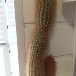 Фото №2 Кактус