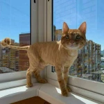 Фото №5 Услуги грумера: стрижка кошек и котов