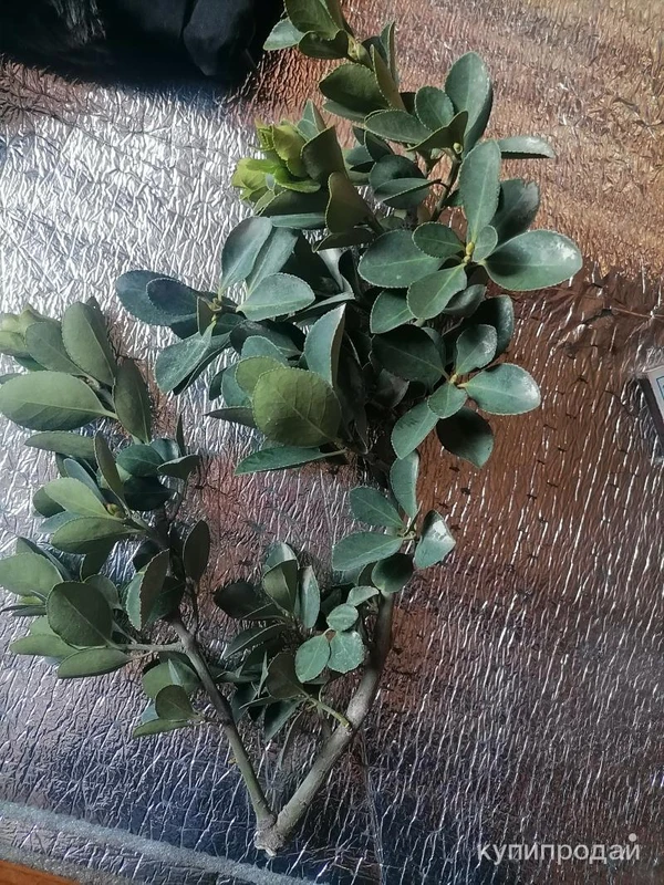 Фото Самшит вечно зелёный. Цена за веточку.