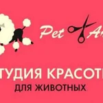 PetArt. Студия красоты для животных в Вологде