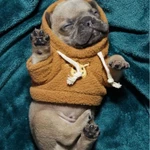 Фото №3 Французский Бульдог