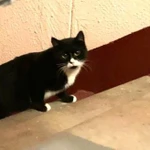 Фото №3 Подарите милому котику шанс на счастливую жизнь