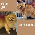Фото №5 Грумер