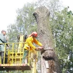 Валка деревьев и расчистка участков