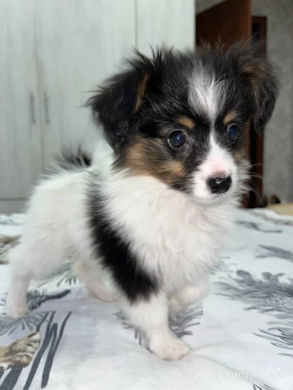 Фото Щенки папильона