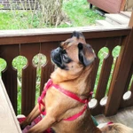 Фото №6 Вязка Пти-брабансон