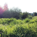 Фото №4 Участок 5.96 сотки Покровская Гатчина — 1 800 000 руб. — газ и свет по границе