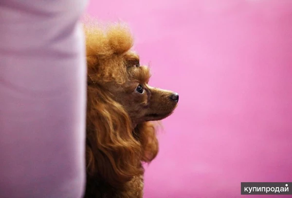 Фото Щенок красного той-пуделя