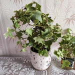 Фото №7 Плющ комнатный Хедера