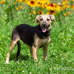 Фото №7 Милашка Глория, ласковая игривая домашняя собачка в добрые руки