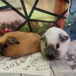 Фото №2 МОРСКИЕ СВИНКИ-разные породы