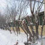 Фото №3 Спил деревьев