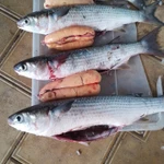 Фото №3 Икра кефали(лобана) вяленная