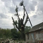 Фото №10 Спил деревьев любой сложности