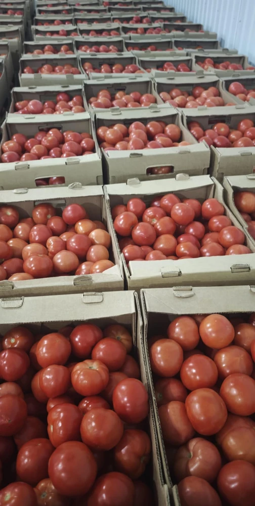 Фото Помидоры оптом