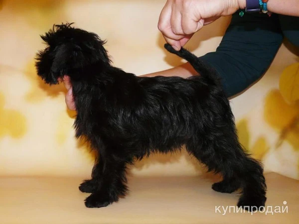 Фото Бельгийские гриффоны