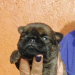 Фото №11 БРЮССЕЛЬСКИЙ ГРИФФОН 4,5 мес.