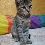 Фото №5 Котенок Нюша в добрые руки