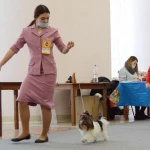 Фото №7 Хендлер, подготовка собак к выставкам 