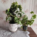 Фото №4 Плющ комнатный Хедера