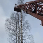 Фото №7 Спил деревьев.