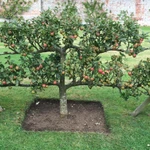 Обрезка плодовых деревьев и сада