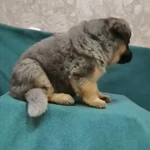 Фото №5 Щенки немецкой овчарки голубого окраса