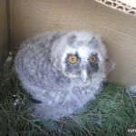 Фото №4 Совы ручные домашние