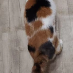 Фото №5 Трехцветная красавица кошка Глаша в добрые руки