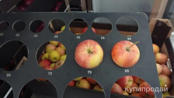 Фото Яблоки Гала оптом от фуры.