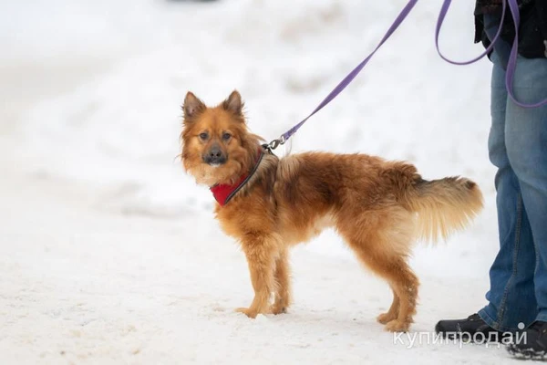 Фото Чудо ищет дом