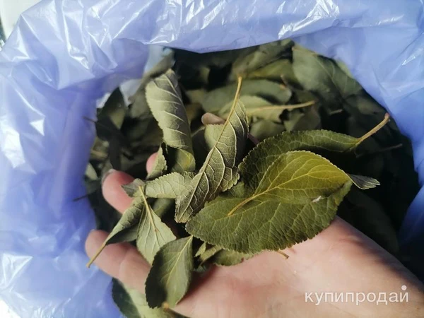 Фото Листья сливы дикой. Цена за 50 грамм.