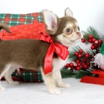 Фото №4 Чихуахуа щенки лиловые и шоколадные Москва