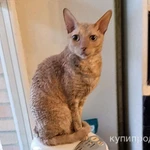 Фото №8 Муха, домашняя кошечка породы корниш-рекс ищет дом
