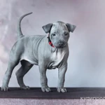 Фото №12 ЩЕНКИ ТАЙСКИХ РИДЖБЕКОВ