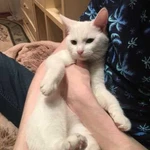 Кошку в добрые руки