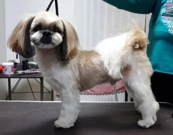 Фото Стрижка кошек и собачек маленьких пород.