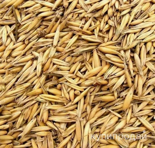 Фото Овёс для проращивания и запаривания