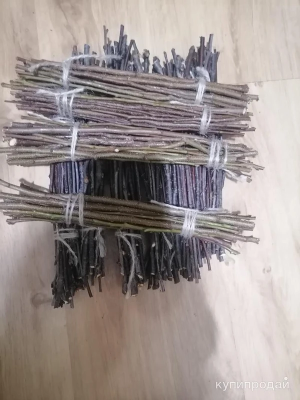 Фото Веточки плодовых деревьев лесных.