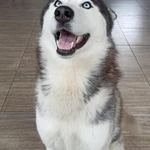 Фото №3 Вязка хаски