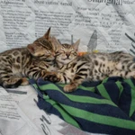 Фото №4 Котята